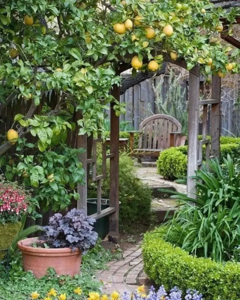 orange fruit garden ideas