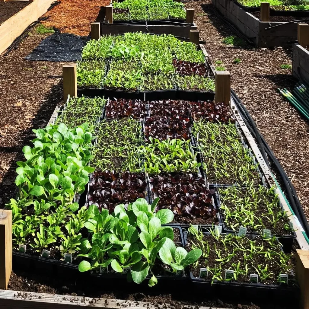 own backyard organic garden