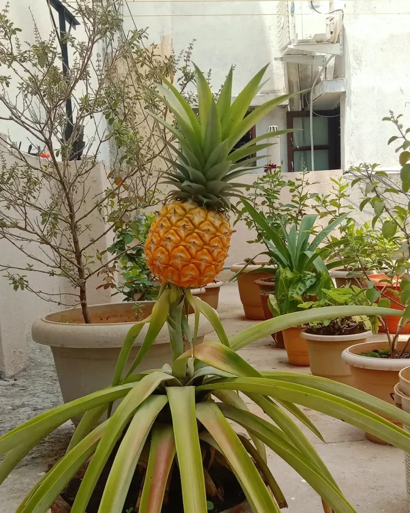pineapple home garden