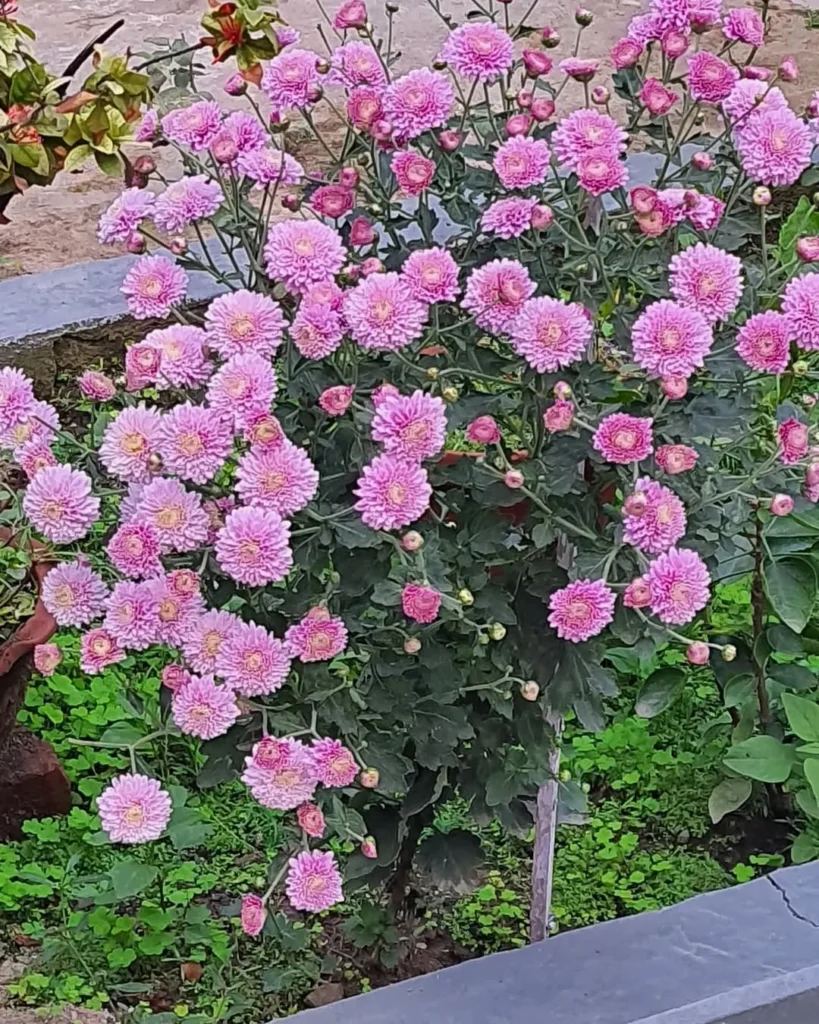 pink chrysanthemum morifolium