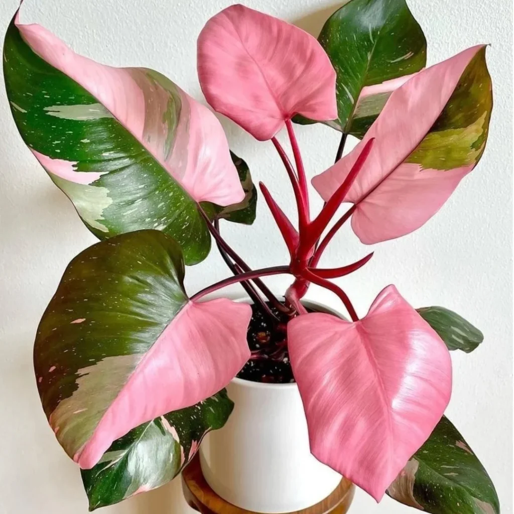 pink and green plant