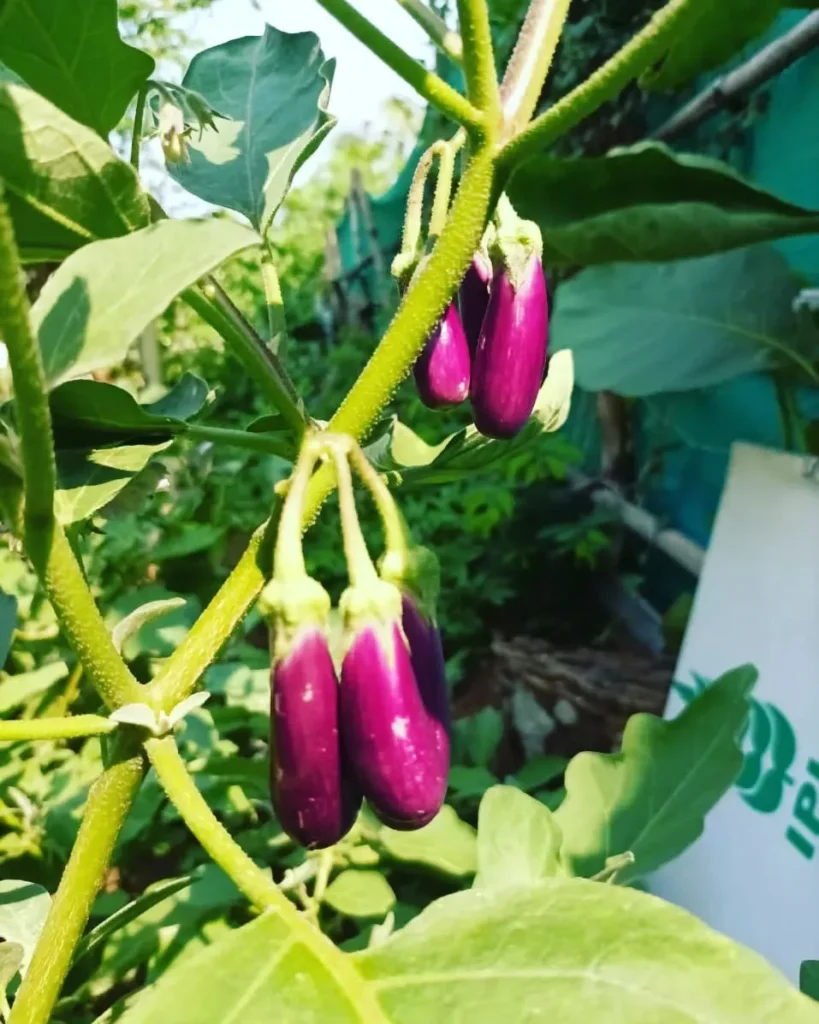 purple brinjal plant garden