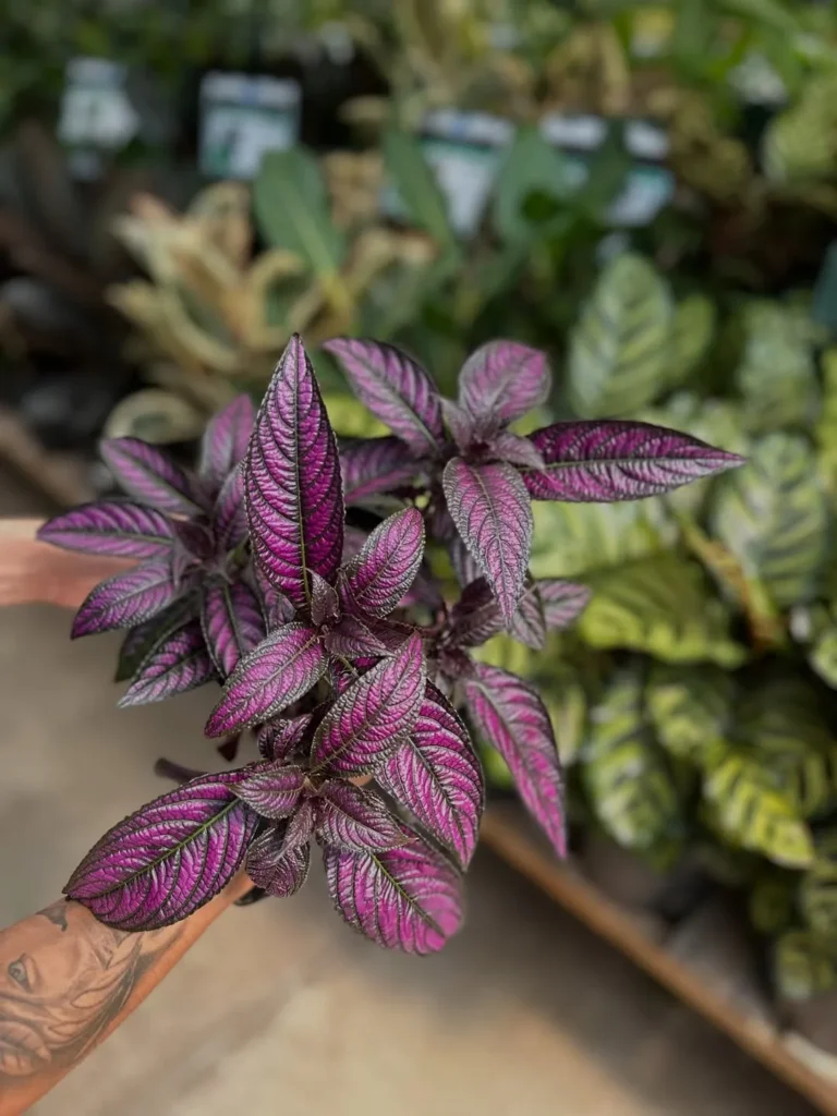 purple color plant