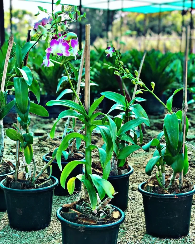 purple orchid home garden