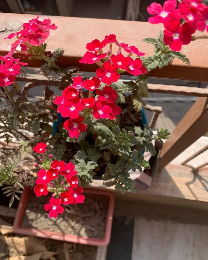 red verbena garden flower