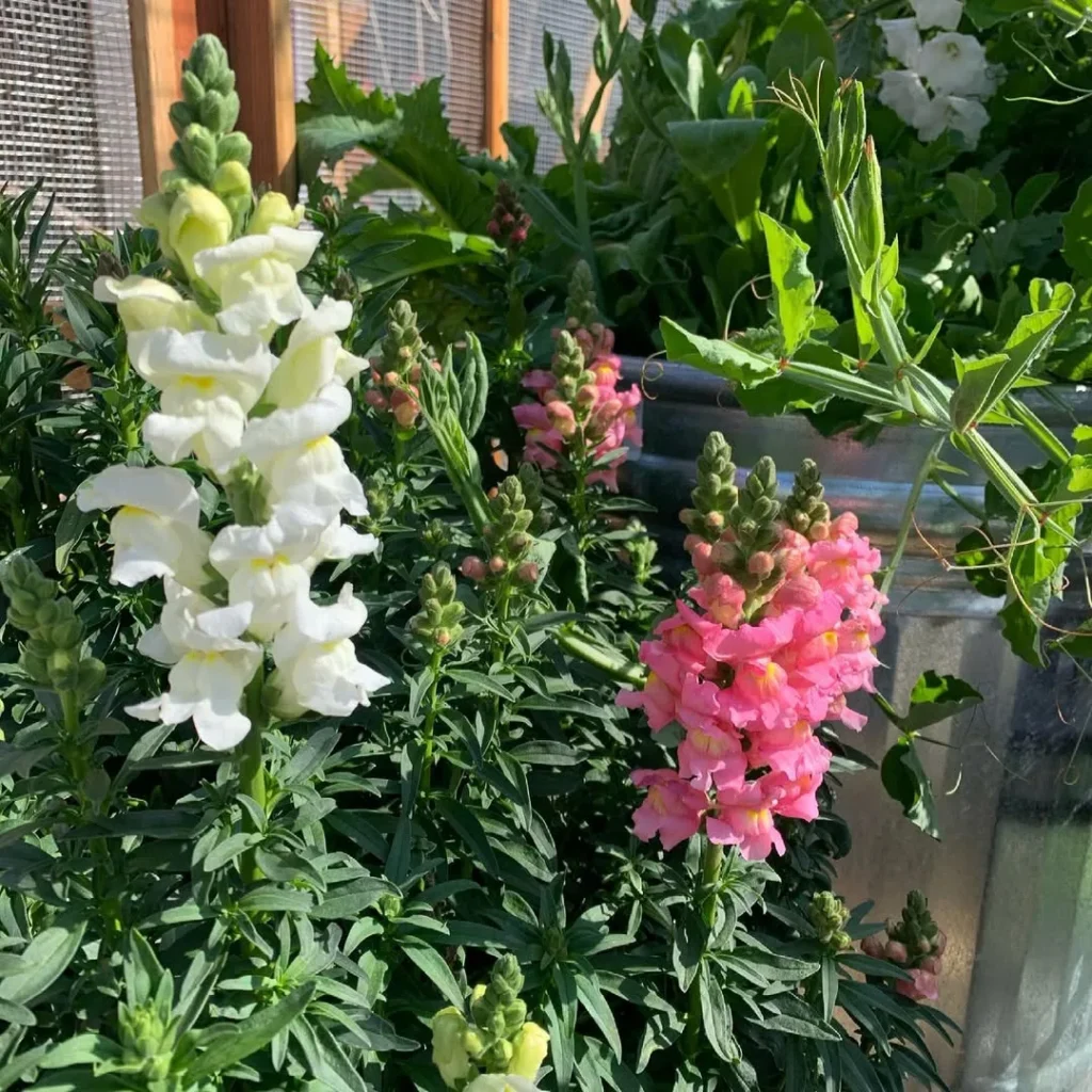 snapdragons garden flower