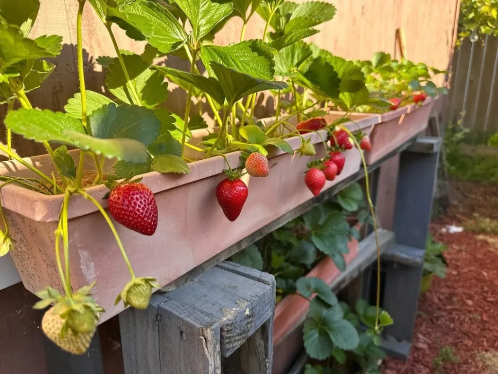 strawberry home garden
