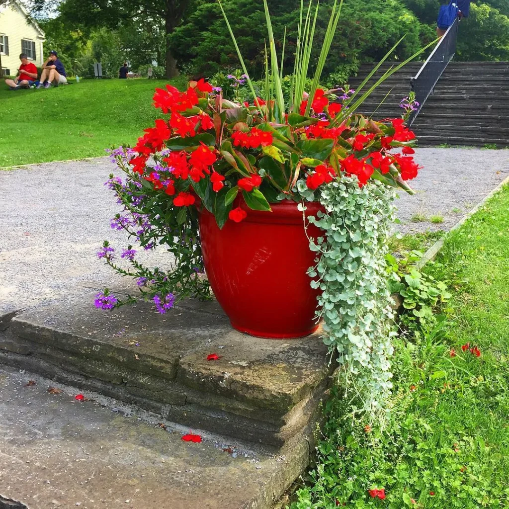 summer flower pots