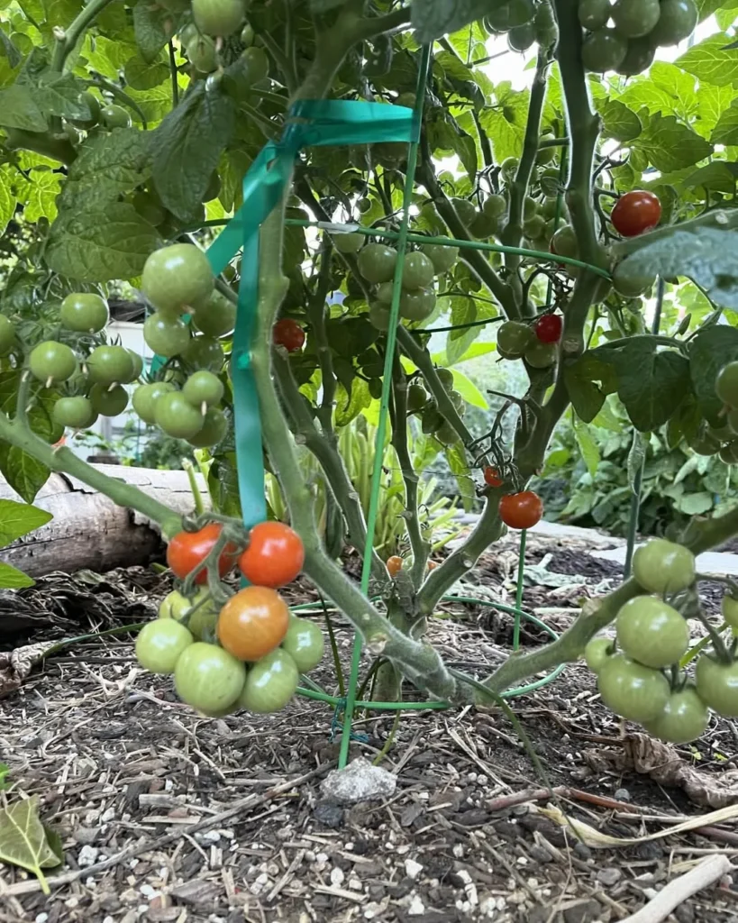 tomato home garden
