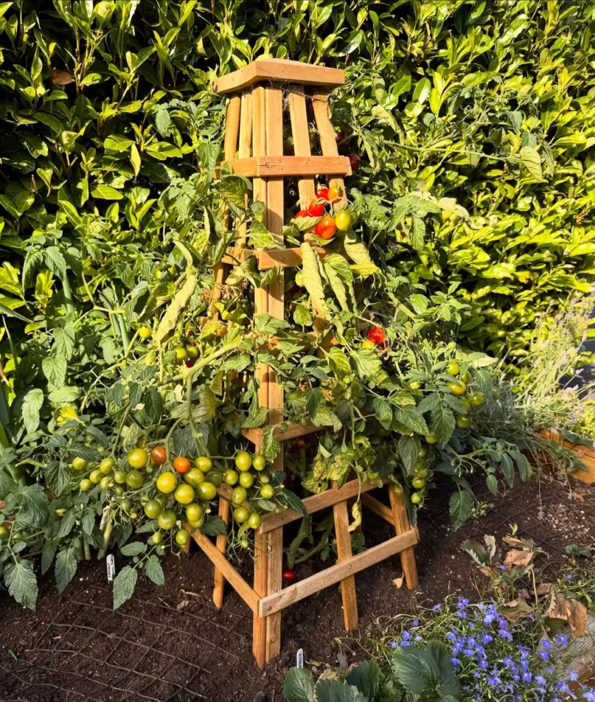 tomato plant growing on a wooden trellis or tower