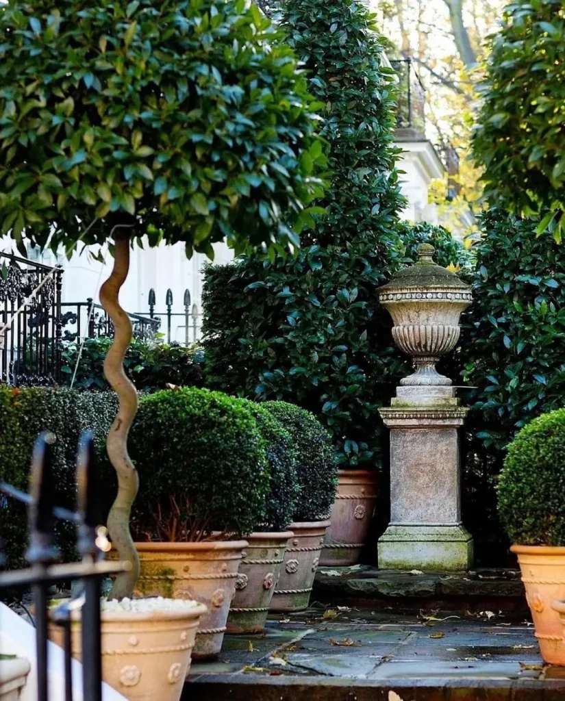 topiary potted boxwood garden small spaces