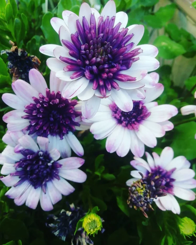 violet african daisy garden flower
