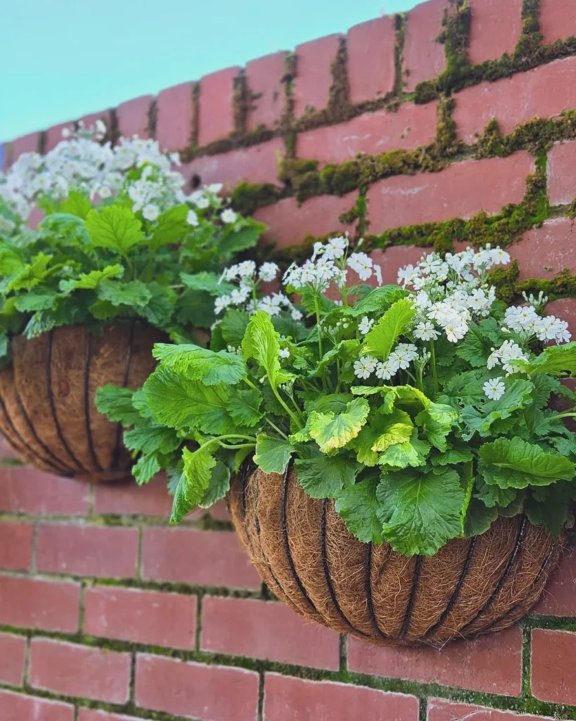 white primula outdoor plant