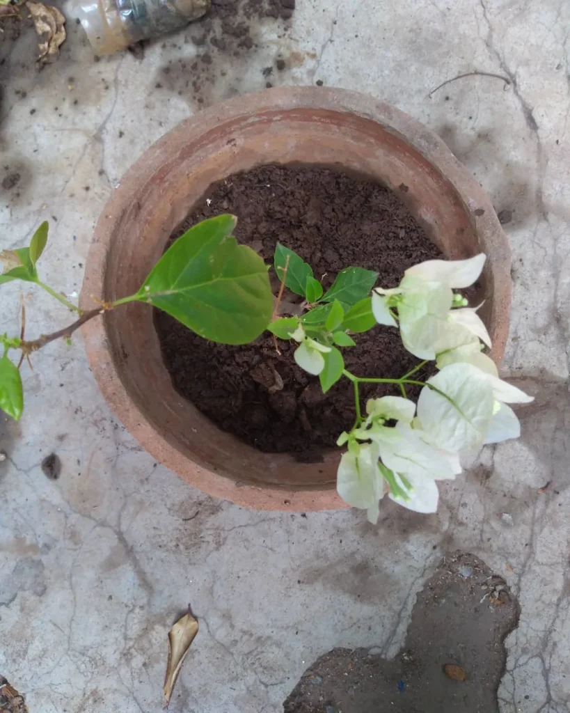 white bougainvillea garden flower