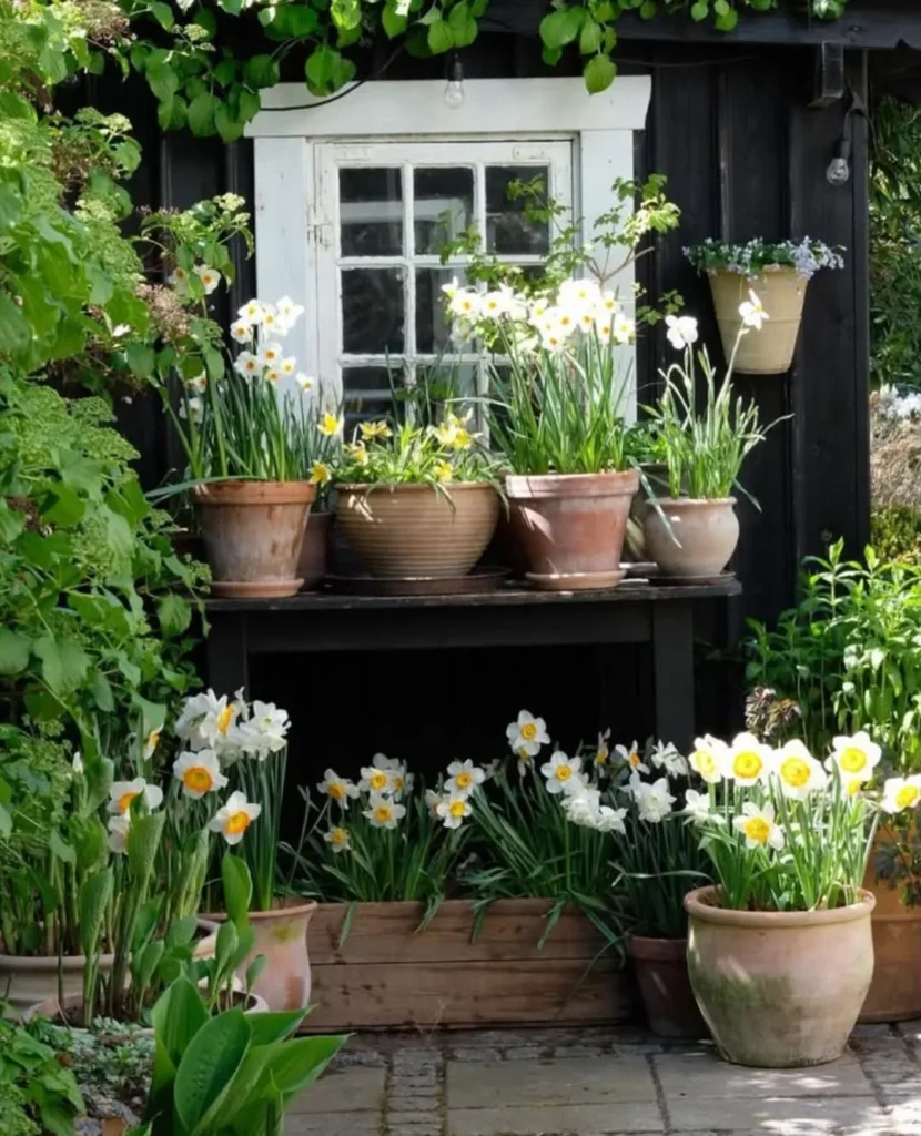 white numerous potted daffodils garden