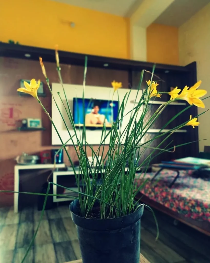 yellow rain lily garden flower