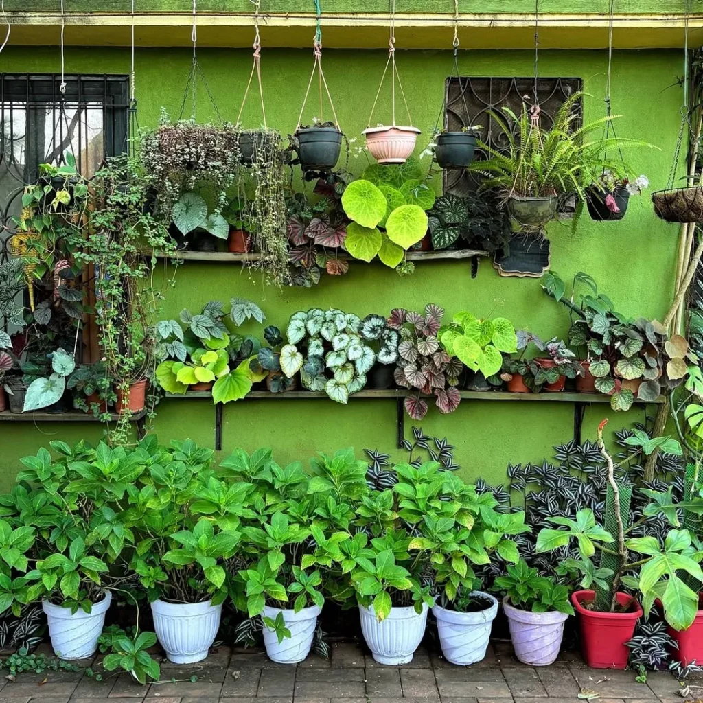 rex begonias small garden spaces