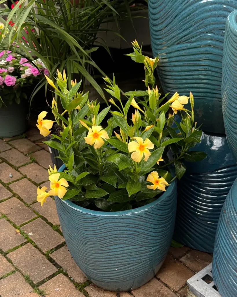 blue ceramic planters