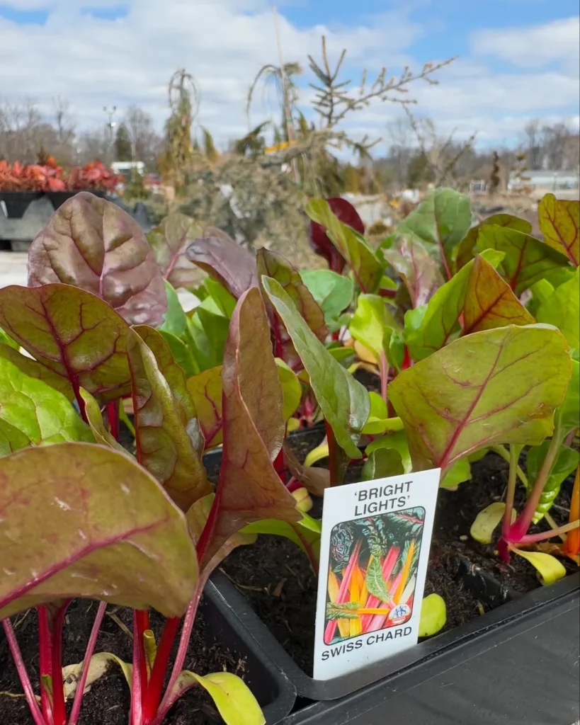 bright lights swiss chard herb garden