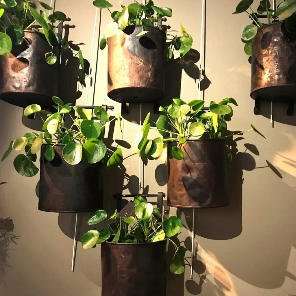 chinese money plant wall decor