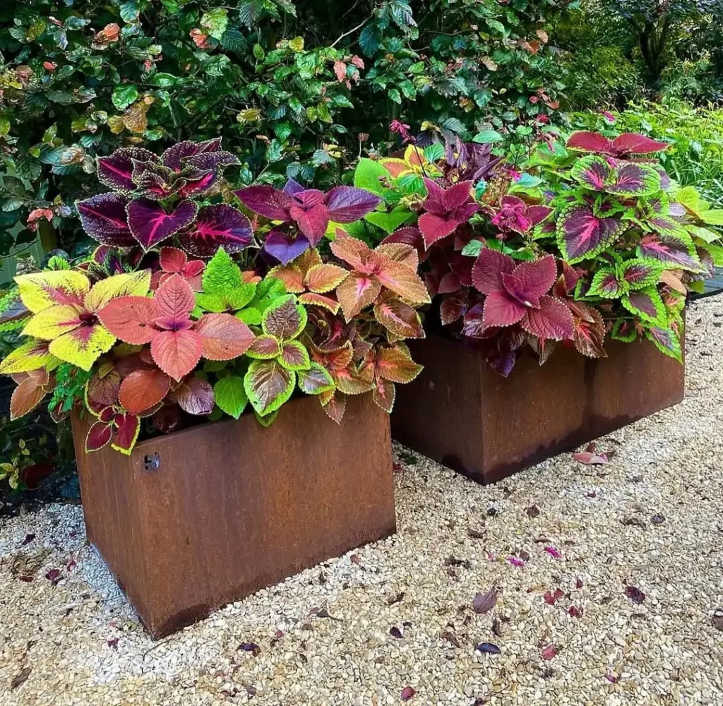 coleus corten steel planter