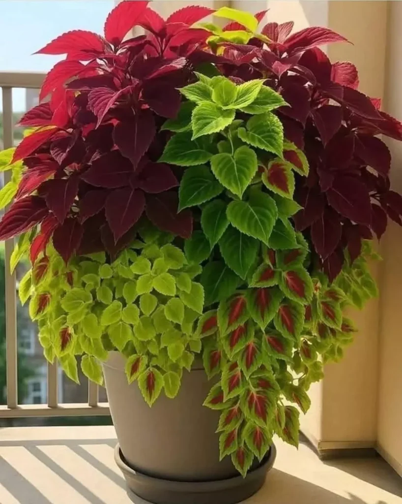 coleus plant container