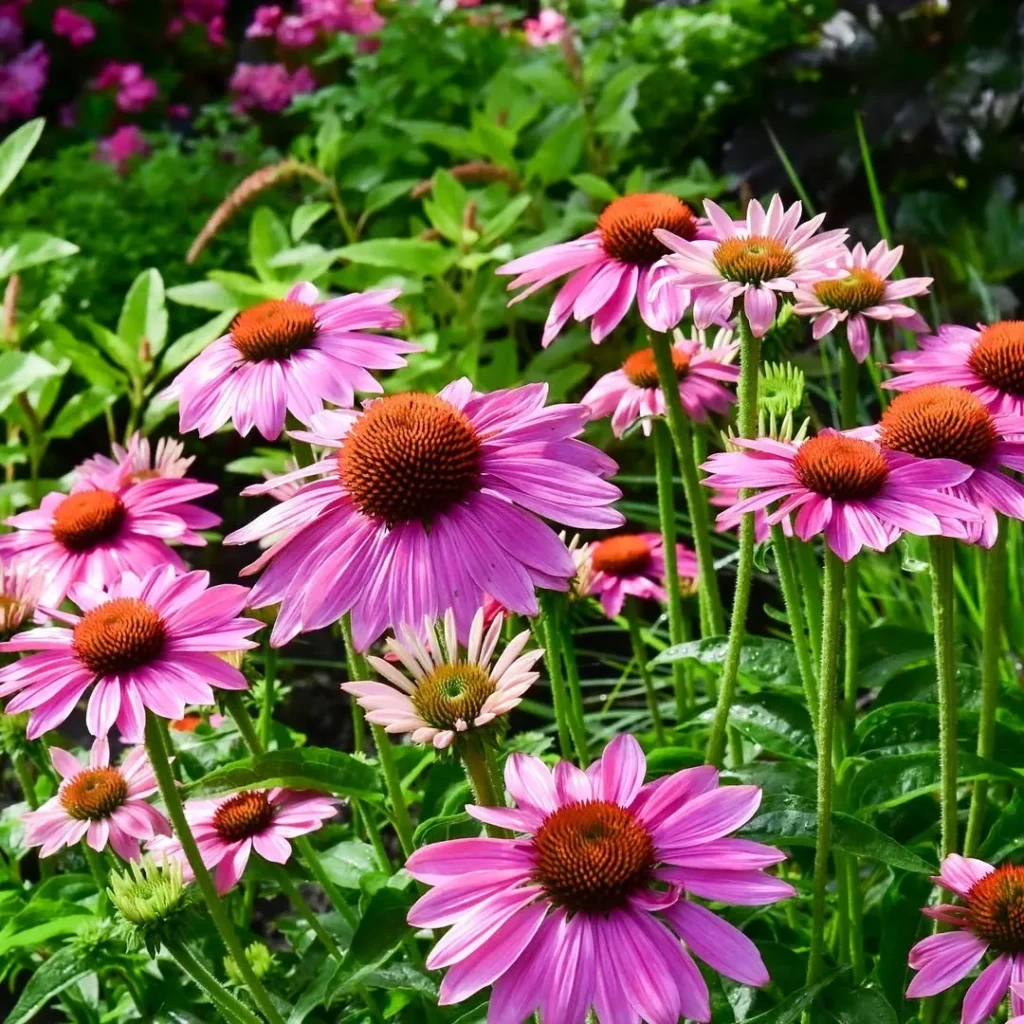 coneflower herb flower