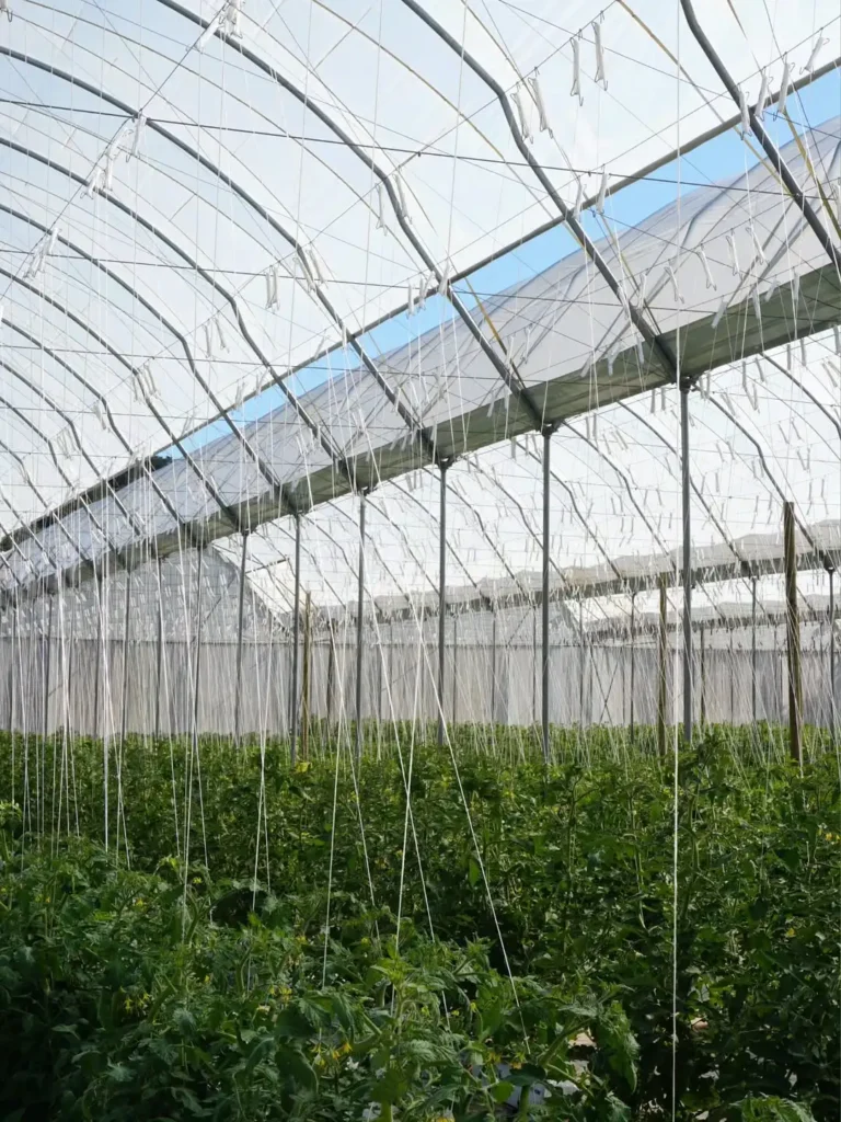 cucurbita pepo greenhouse