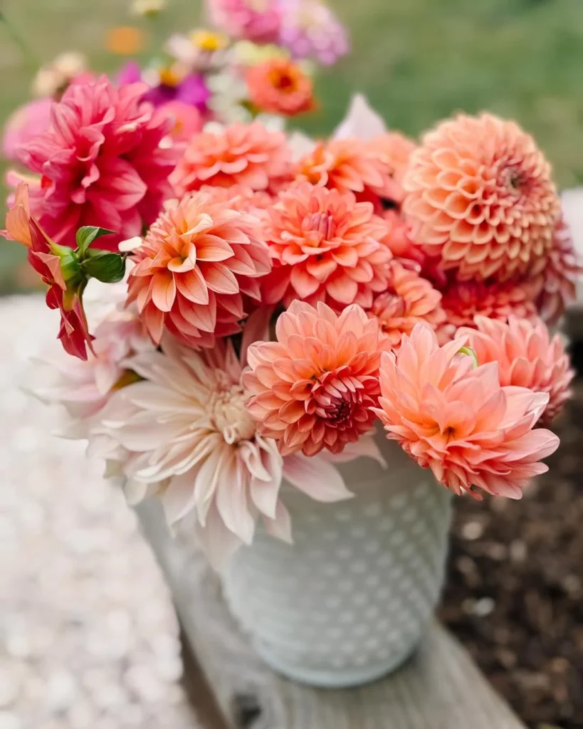 dahlia flower garden