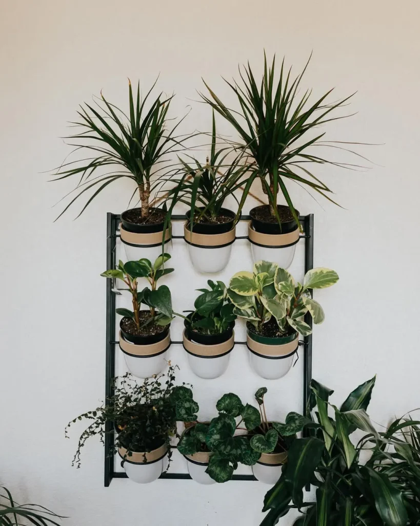 dracaena marginata wall decor