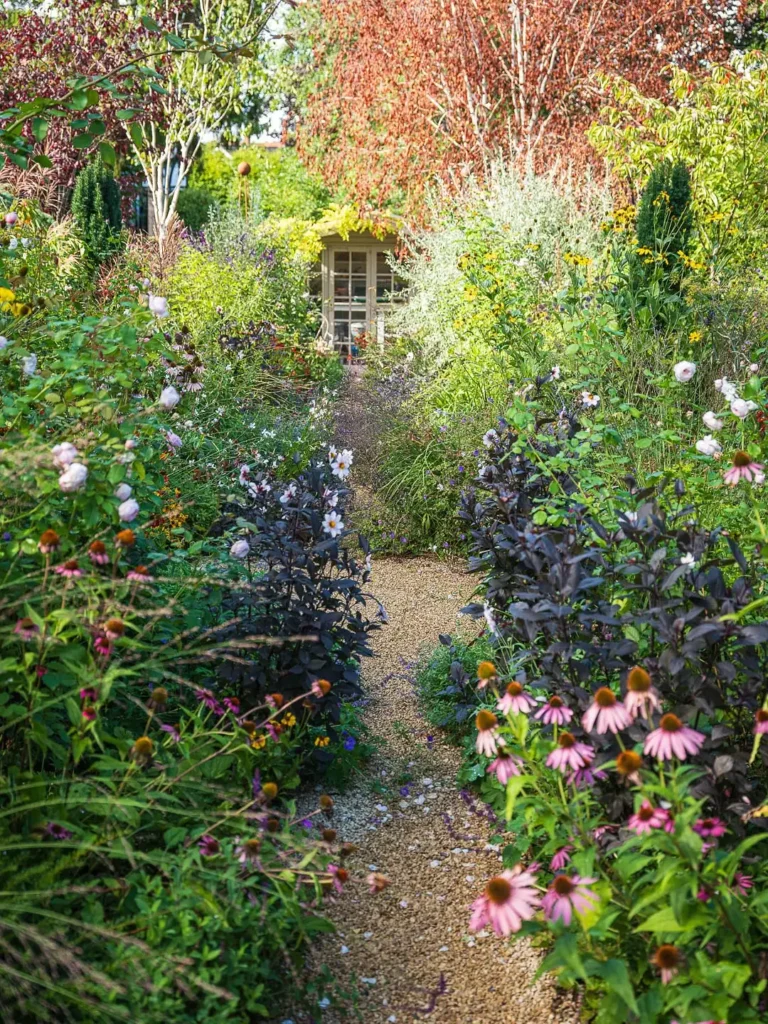 echinacea flower garden