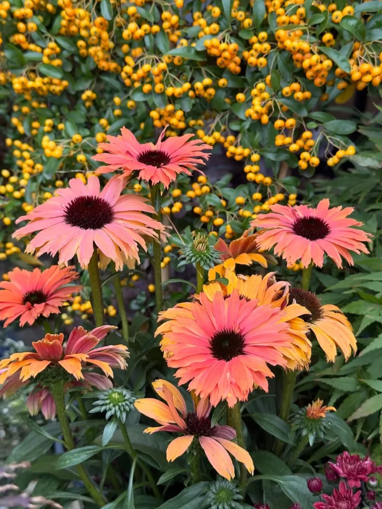 echinacea sunseekers rainbow