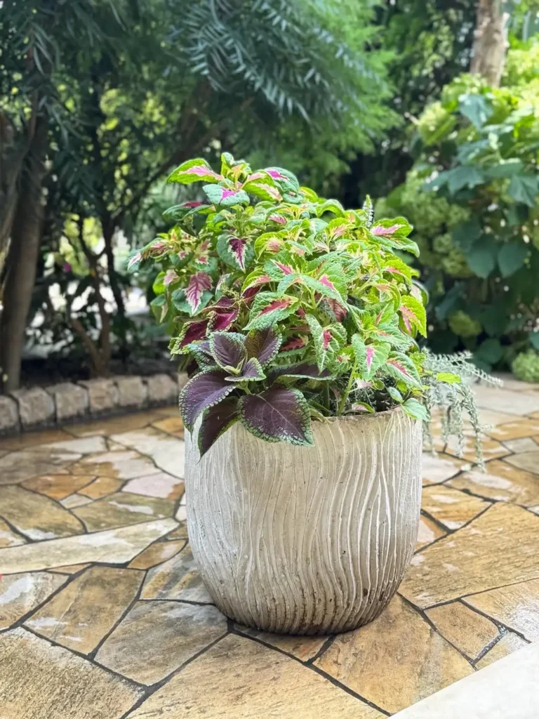 fiberglass planter coleus
