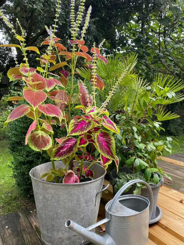 galvanized steel coleus plant