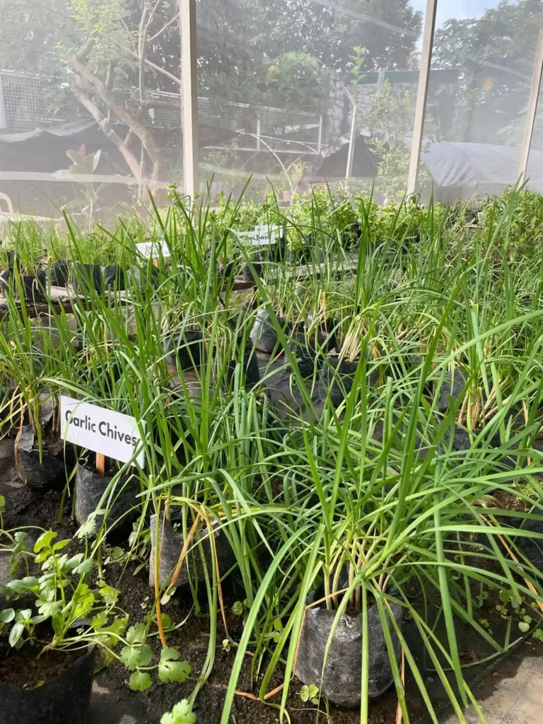 garlic chives herb gardening