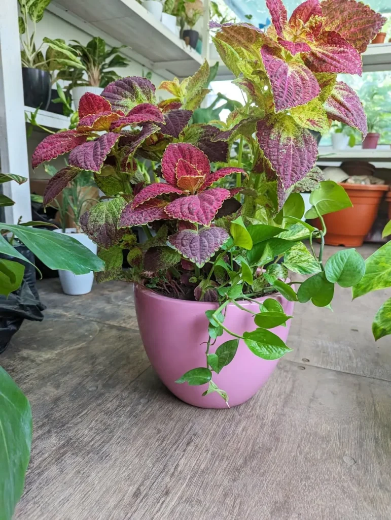 glossy pink ceramic coleus plant