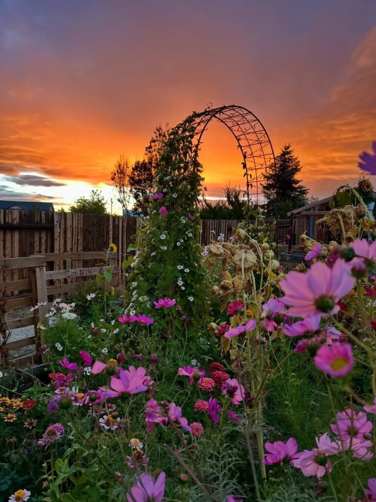 i already miss my garden 😫😫...#backyardgarden #gardening #gardeninspo #sunset #prettyskies #co
