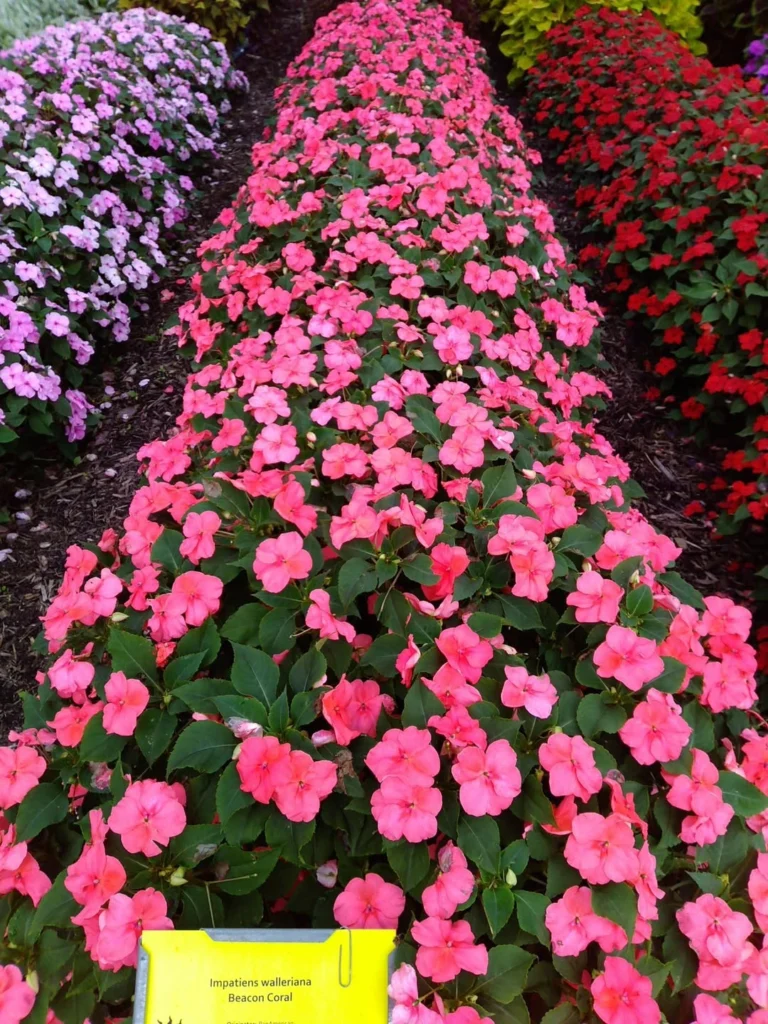 impatiens walleriana beacon coral flower garden