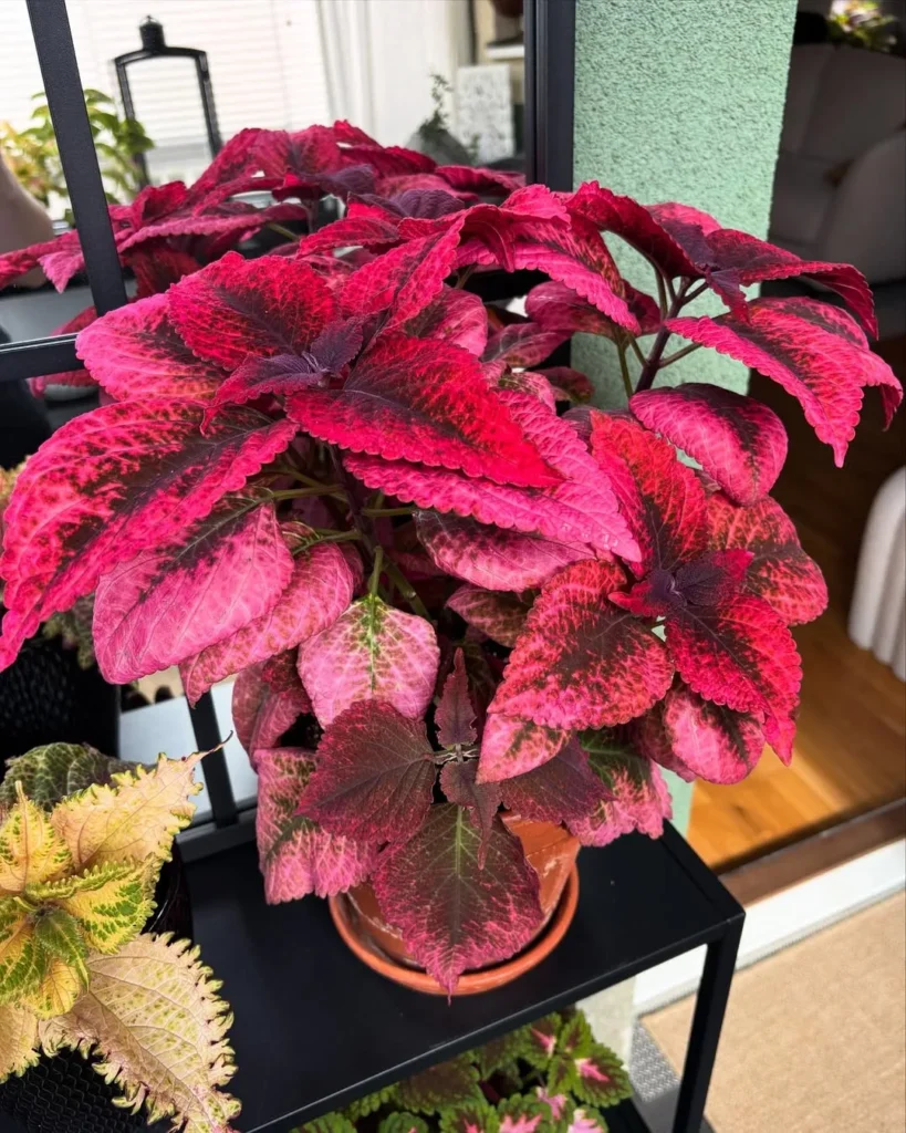 kings wood torch plant