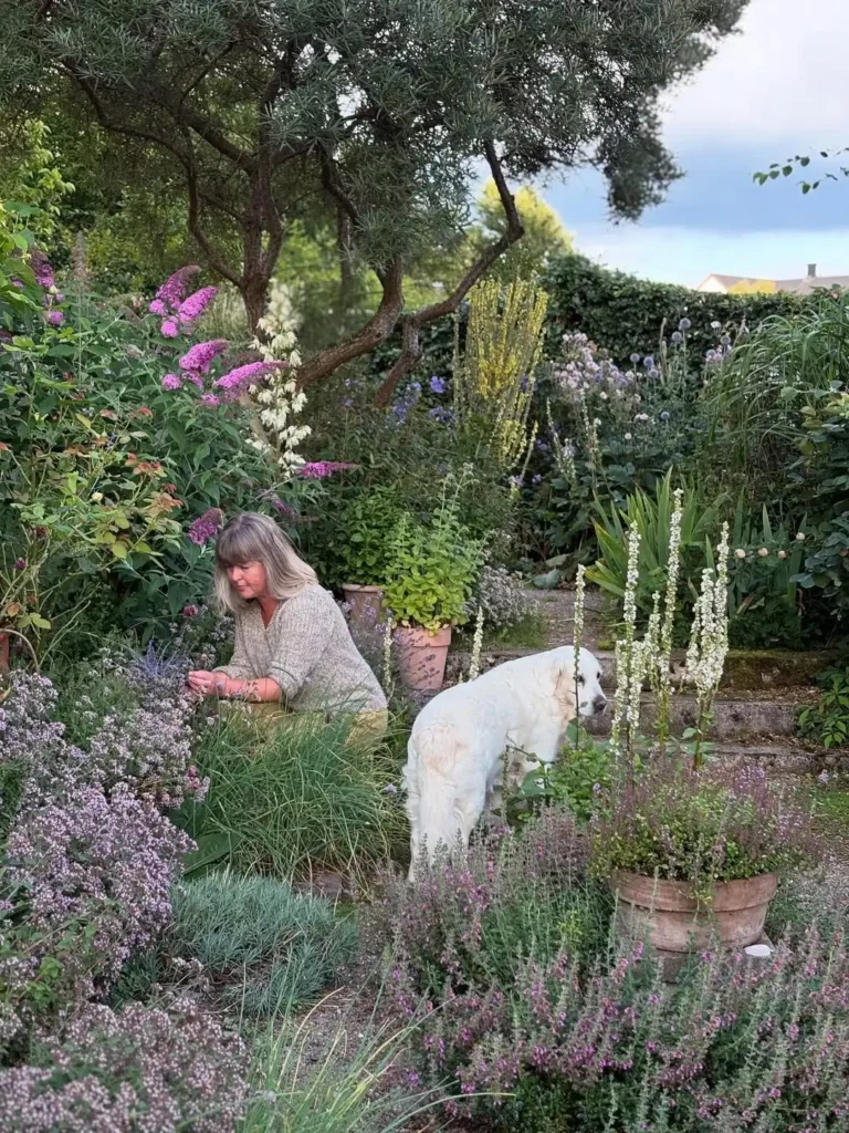 lavender salvia herb garden