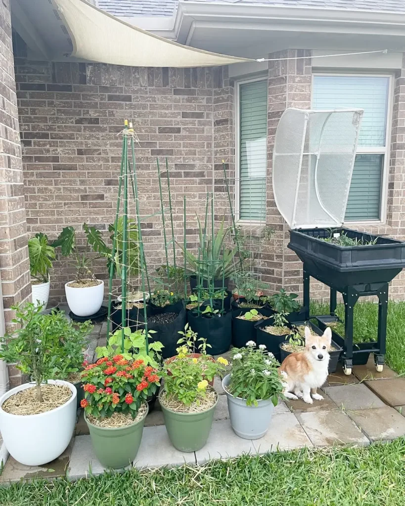 maintained container garden