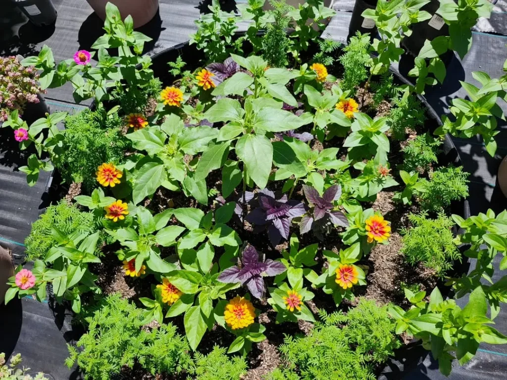 marigold flower garden