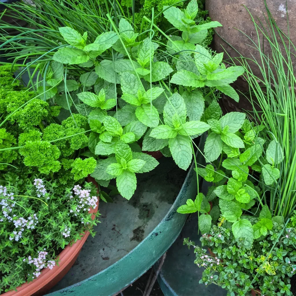 mint herb garden