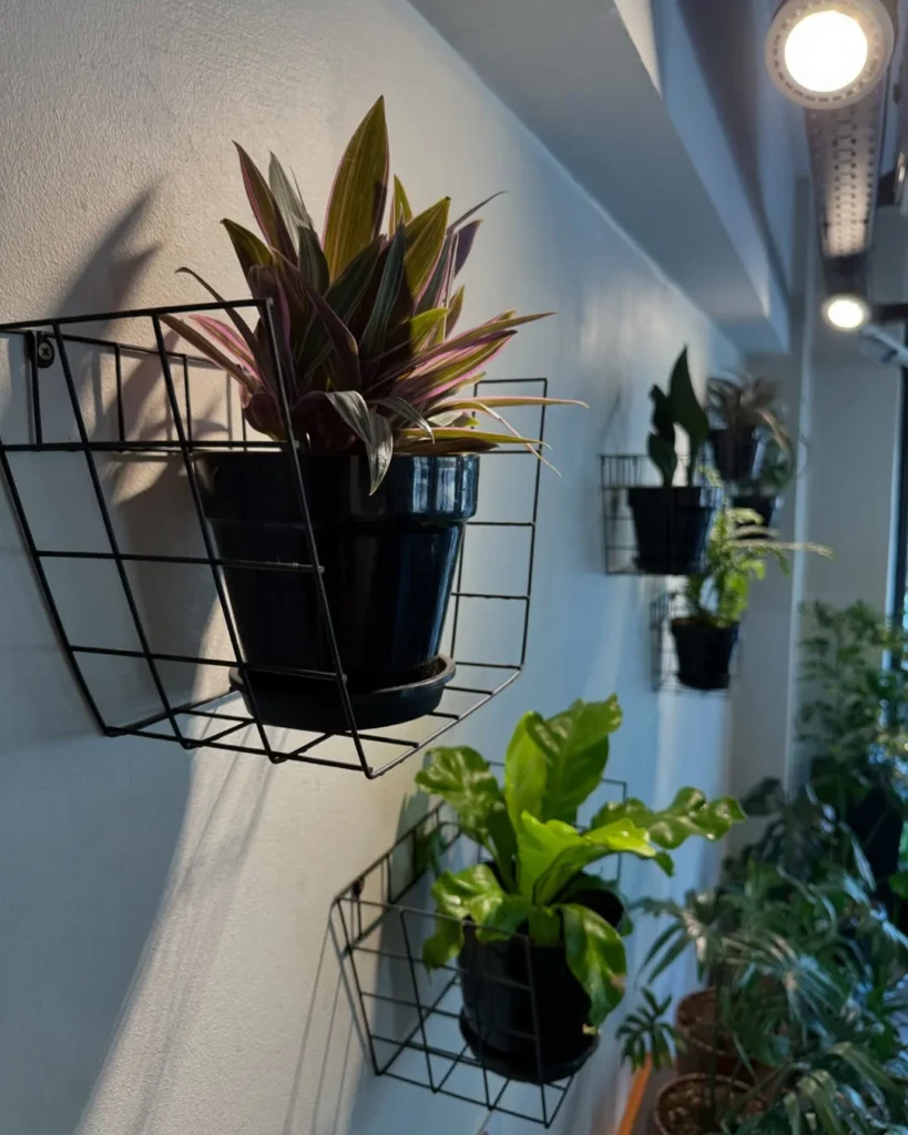 moses cradle plant wall plant