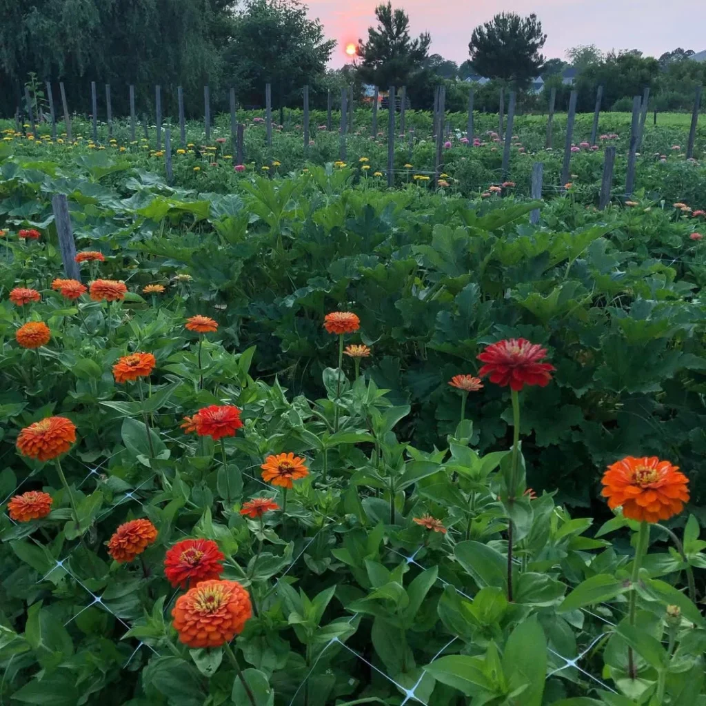 orange and red color flower garden