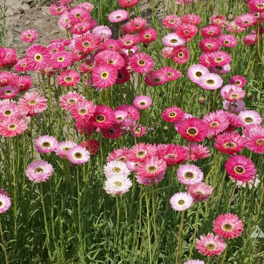paper daisies gardening