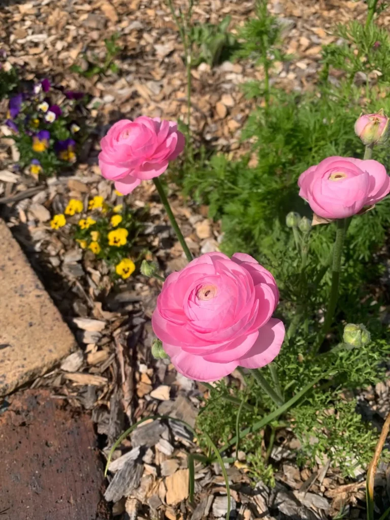 persian buttercup flower garden