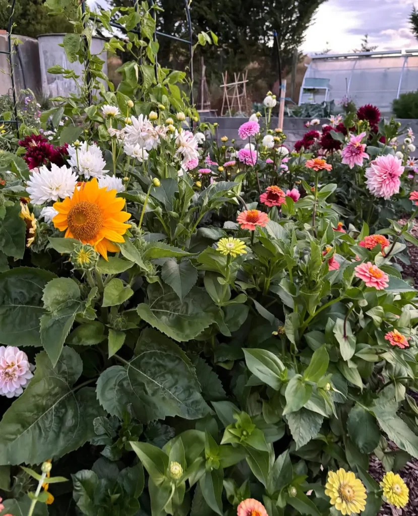 pink orange yellow white flower garden