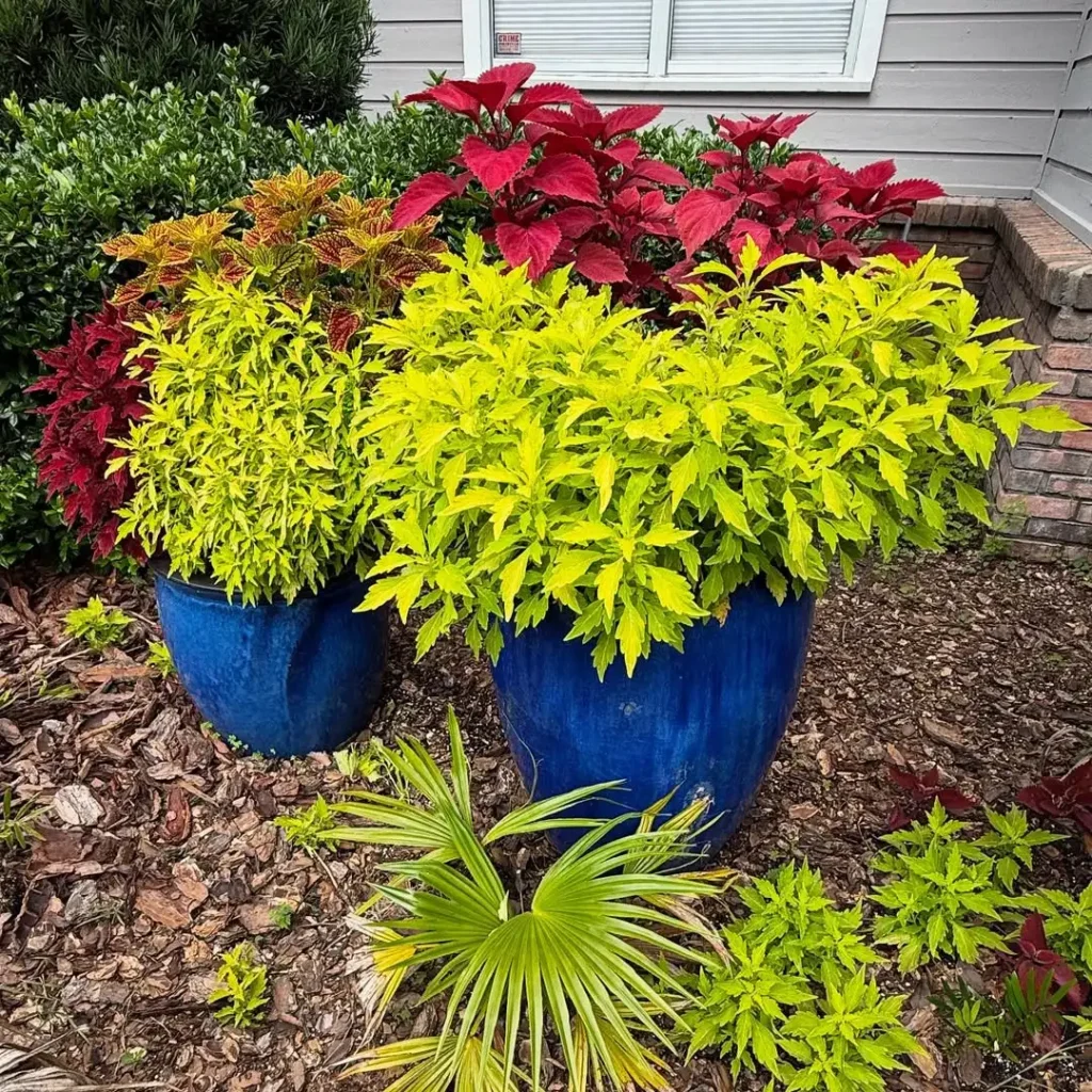 pots coleus plant
