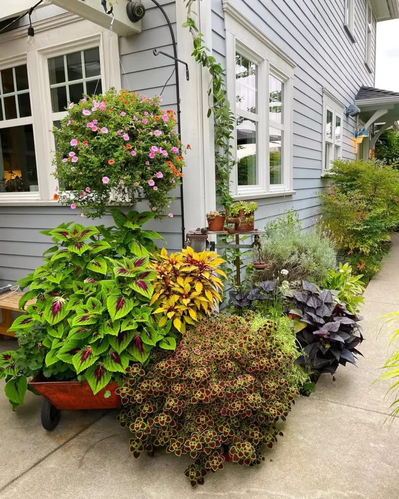 primarily coleus plant